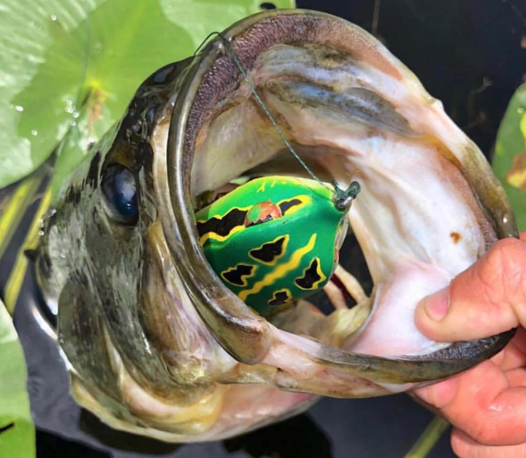 SPRO's King Daddy Frog Gets A New Color