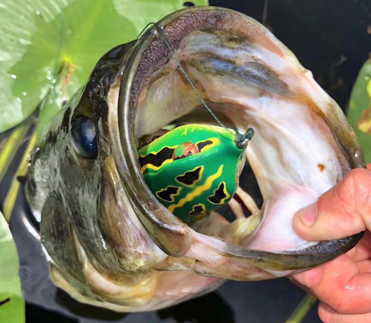 SPRO's King Daddy Frog Gets New Color - Collegiate Bass Championship